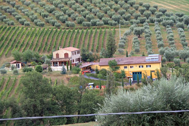 Wein und Oliven, das ist das Leben von Otto Carlo Frueh auf seinem Weingut La Maddalena. Foto: Otto Carlo Frueh