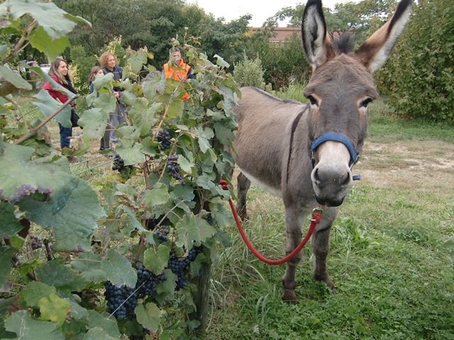 Bevor es richtig losging mit der Weinlese mit Eseln, guckten alle noch etwas ungläubig. (Foto Katrin Walter) Auf dem Foto sieht man einen Esel an einer Rebenreihe stehen.