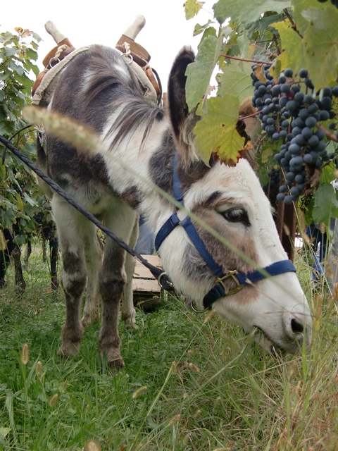 Bei der Weinlese mit Eseln wird von Principina (Name der Eselin) auch gleich das Gras „gemäht“ (Foto: Katrin Walter) Man sieht den Esel zwischen den Rebenreihen, der sich an der Begrünung dort labt.