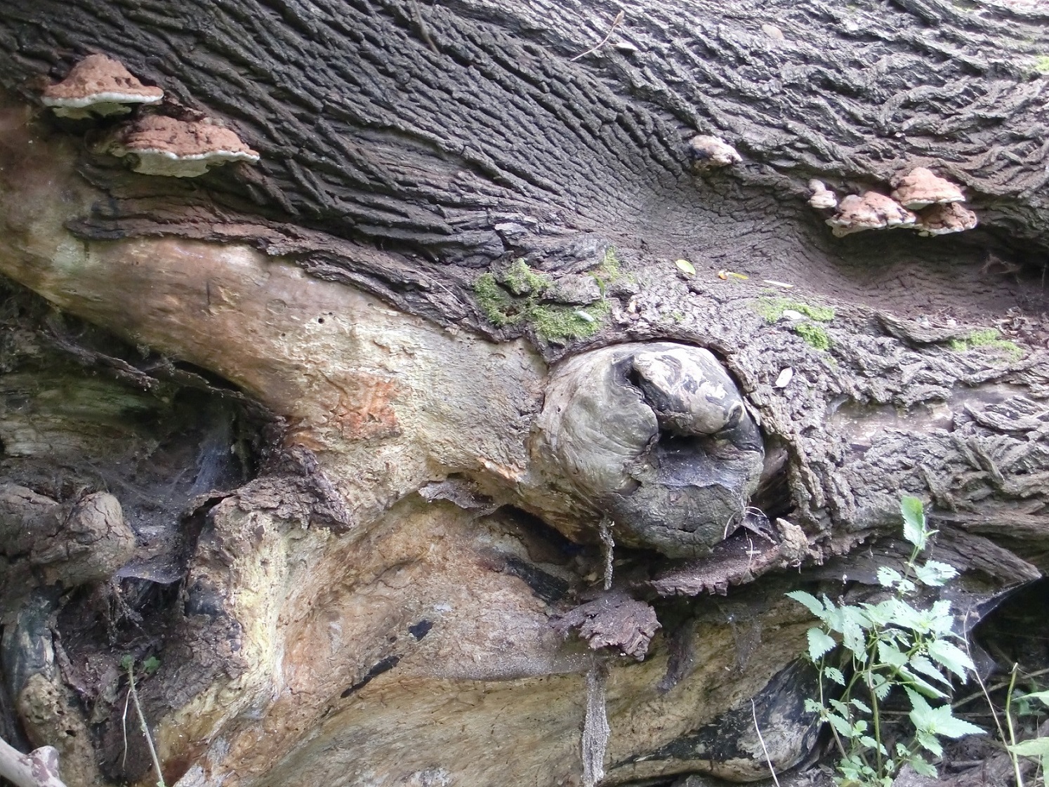 Man sieht den Ausschnitt eines umgestürzten Baumes mit der Besidelung durch Pilze und Moos.