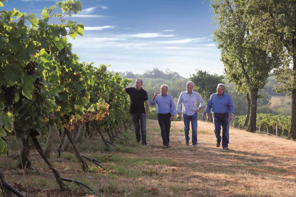 Ein Cavazza Weinberg in Ventien kurz vor der Weinlese. Die Hereen der 3. Generation der Familie (Giancarlo, Francesco, Giovanni und Luigi) durchsteifen die Rebenreihen. Referenz für Katrin Walter (simply walter)