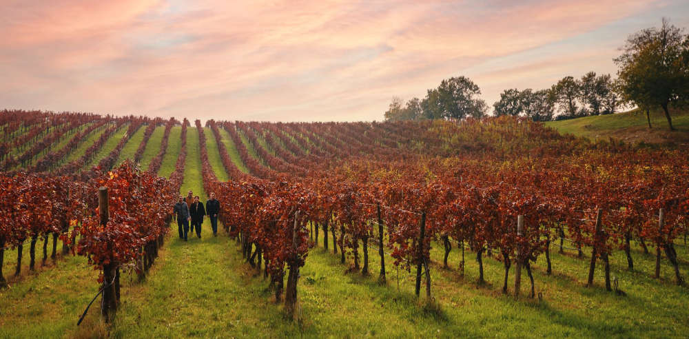 Ein ausgedehnter Weinberg im Herbst in Venetien, durch den die 4. Generation der Cavazza Familie spaziert. Foto Cavazza für die Referenz für simply walter - Katrin Walter