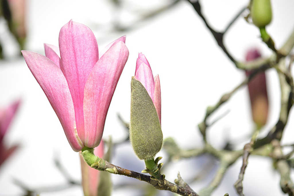 Magnolienblüte als Illustration für das Gedicht "Doch der Frühling wusste es nicht" von Irene Vella, Übersetzung Katrin Walter