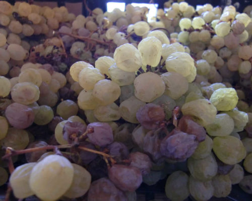 Im Bild die gewelkten Tuchì Trauben für den San Martino della Battaglia DOC Passito. Foto: Katrin Walter in der Cantina Colli al Lago/Selva Capuzza.