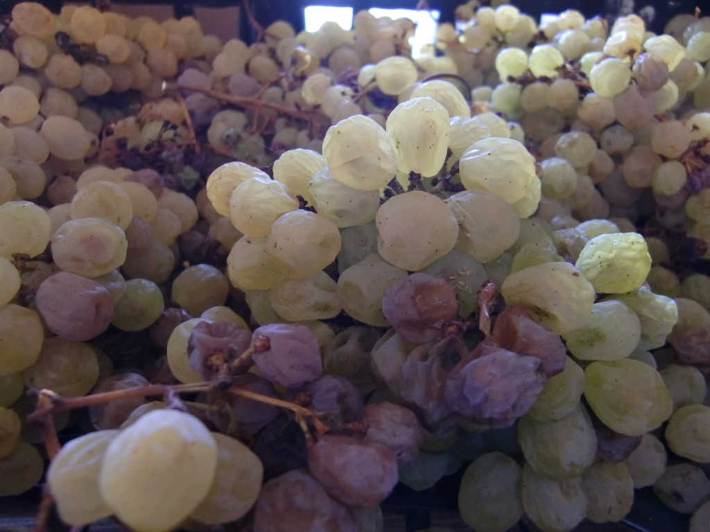 Im Bild die gewelkten Tuchì Trauben für den San Martino della Battaglia DOC Passito. Foto: Katrin Walter in der Cantina Colli al Lago/Selva Capuzza.