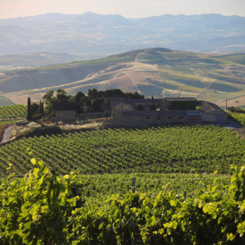 Blick auf die Weinberge und die Weinkellerei Di Giovanna in Sizilien. Foto für die Referenz für Katrin Walter - simply-walter. Courtesy of Di Giovanna