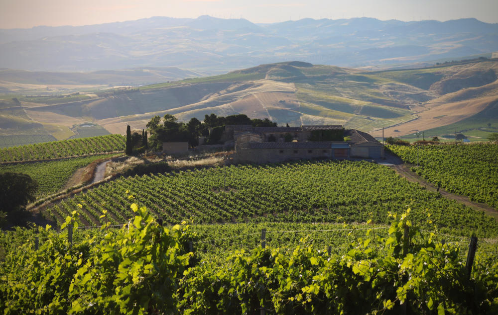 Blick auf die Weinberge und die Weinkellerei Di Giovanna in Sizilien. Foto für die Referenz für Katrin Walter - simply-walter. Courtesy of Di Giovanna