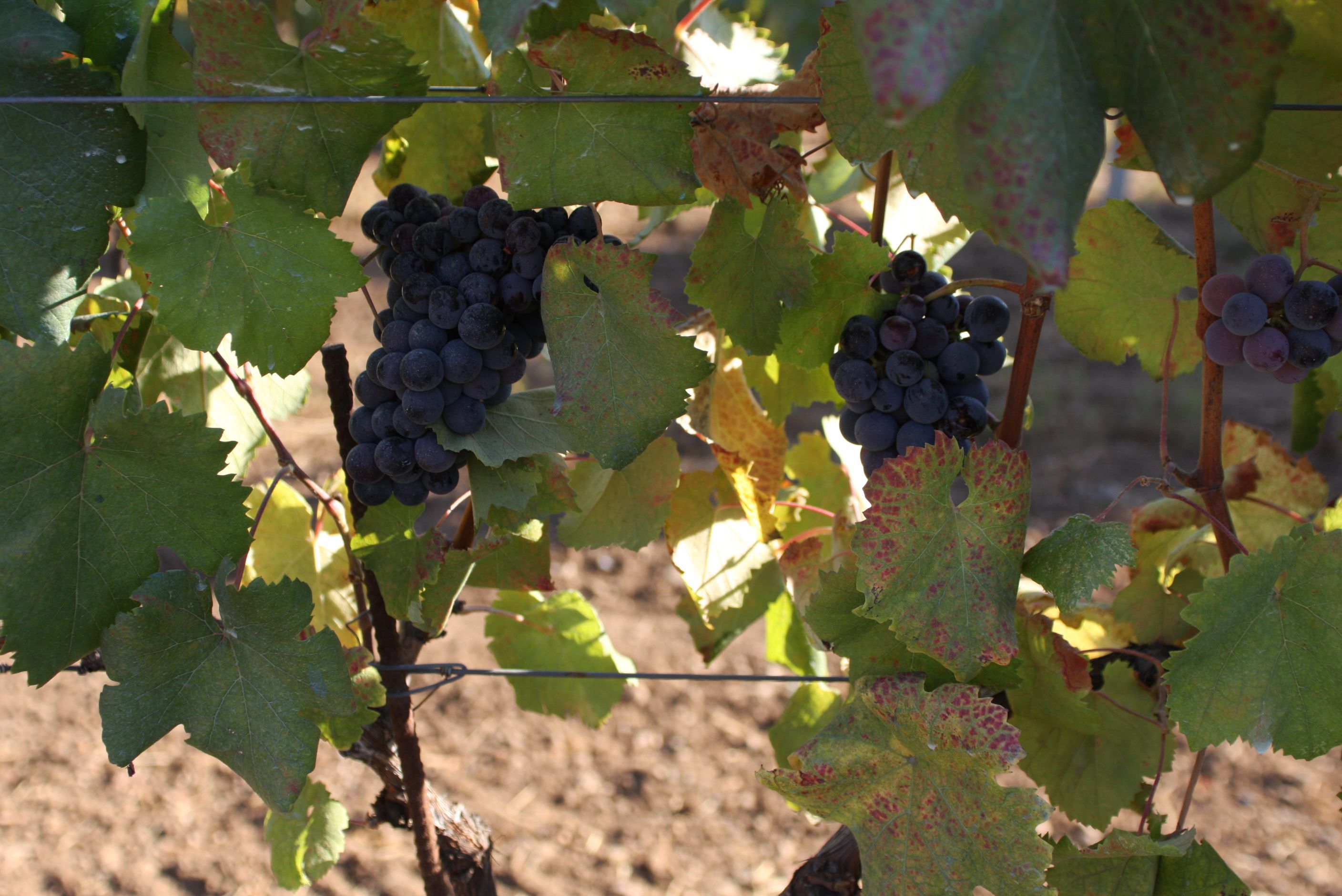 Der Weinberg von San Savino, wie „aus dem Ei gepellt“: Cannaiola Nera in niedriger Produktion im Reifestadium Ende August 2008; reif sind die Beeren fast schwarz.