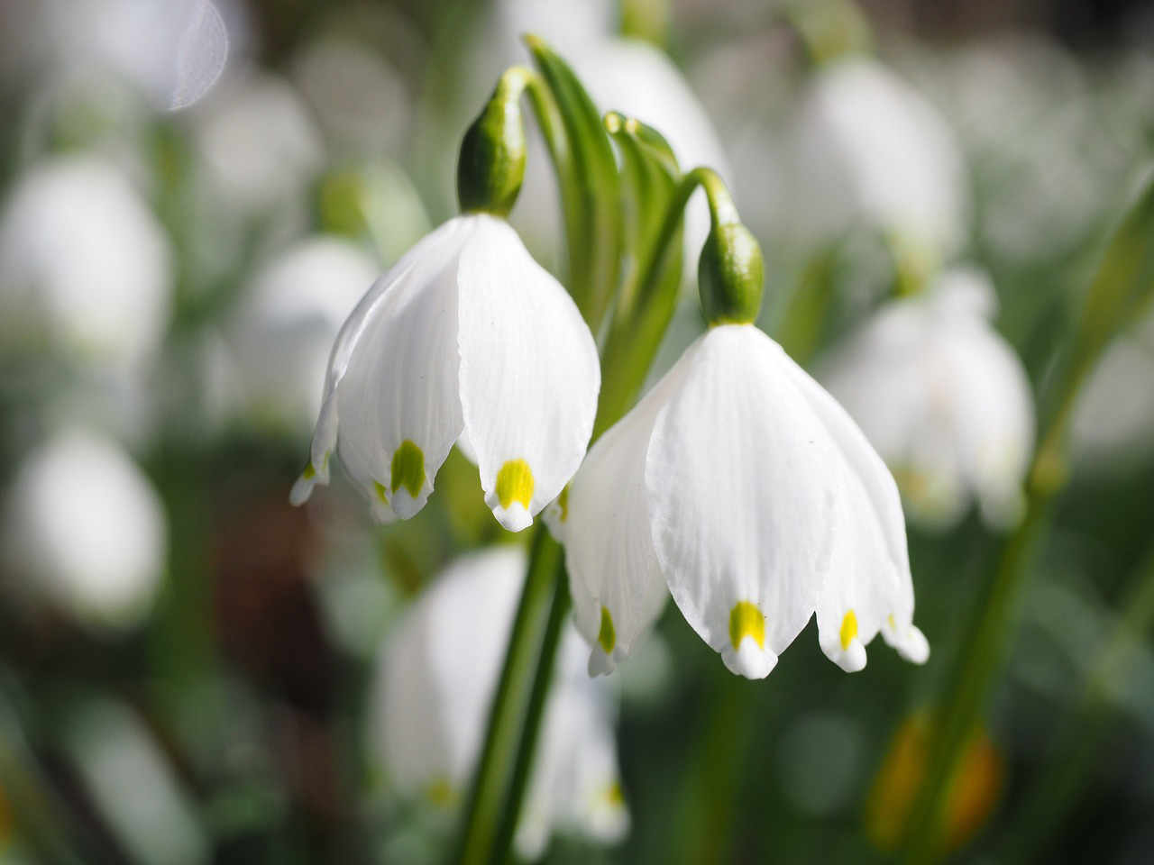 Frühlingsknotenblume als Symbol für den Relaunch von simplywalter.biz am 20.04.2018