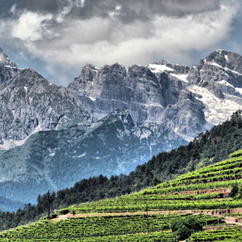 Cembratal mit Rebanlagen und den Bergen im Sommer. Foto: Luciano Lona für simply walter