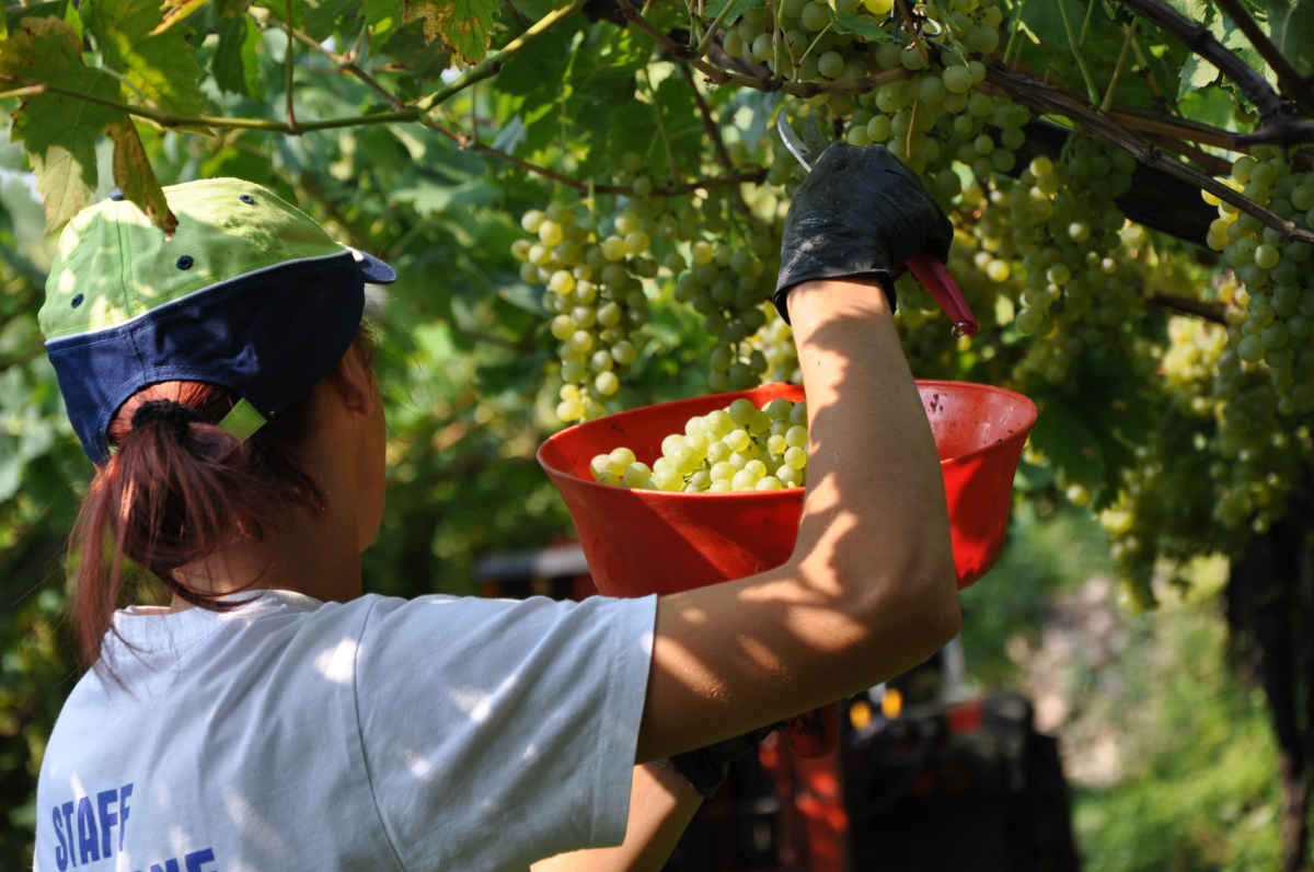 Weinlese der Müller Thurgau Trauben im Cembratal. Foto: Luciano Lona für simply walter